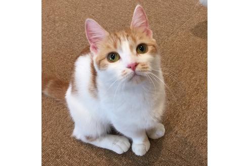 販売中のマンチカンの親猫